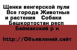 Щенки венгерской пули - Все города Животные и растения » Собаки   . Башкортостан респ.,Баймакский р-н